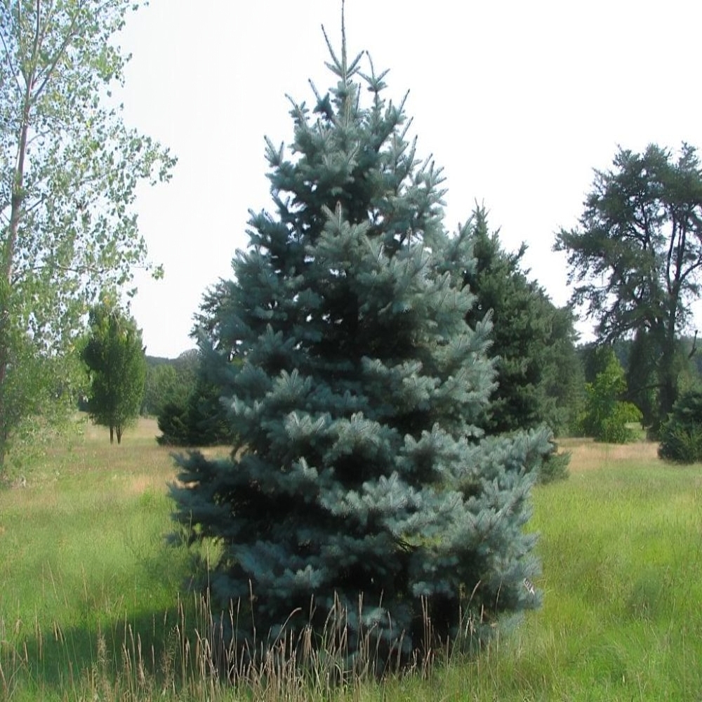 Hoopsii Spruce – Palace Nursery